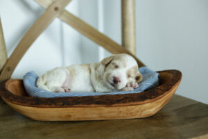 Newborn doodle puppy sleeping peacefully on a wooden bowl – Carolina Pup Co.