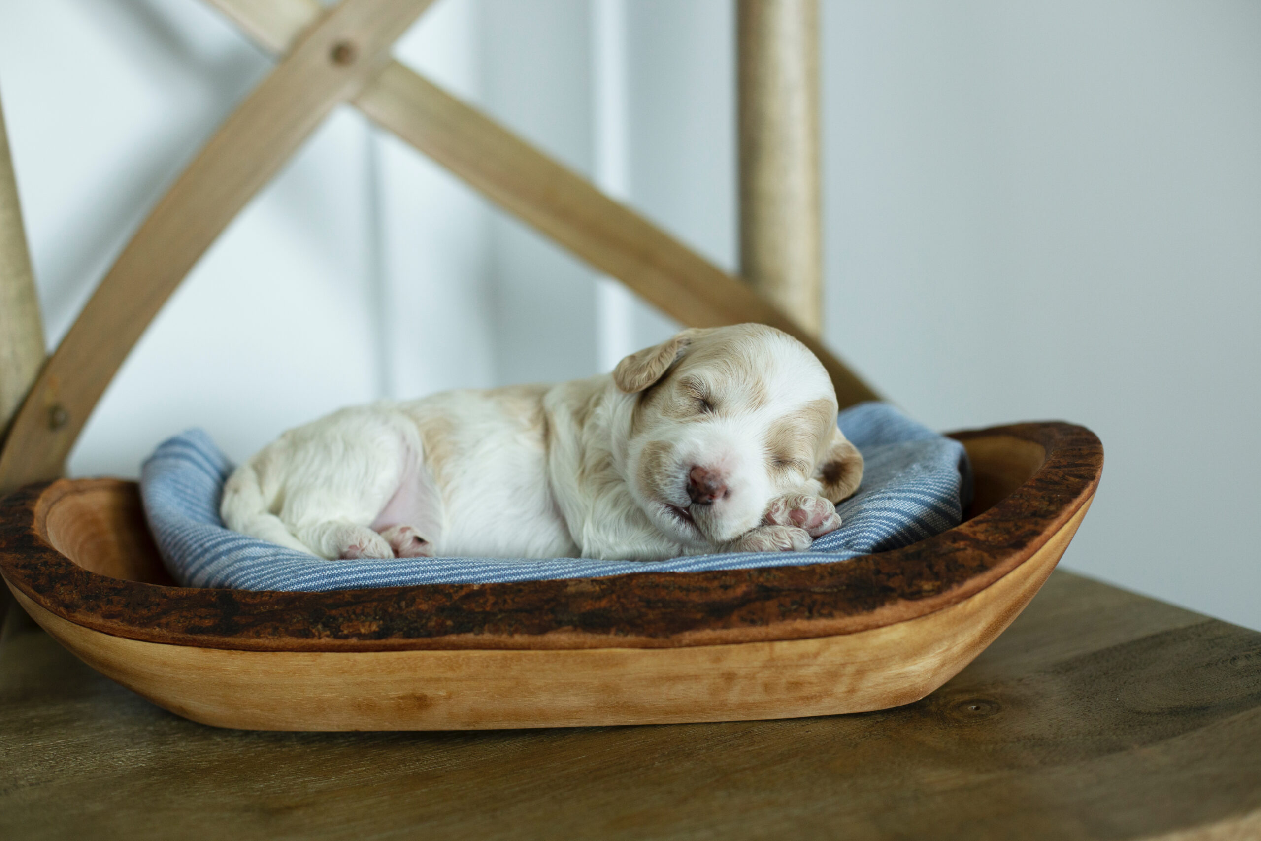 Newborn doodle puppy sleeping peacefully on a wooden bowl – Carolina Pup Co.